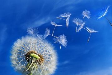 Искусство ДЫХАНИЯ